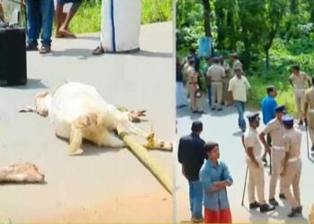 വയനാട്ടില്‍ വീണ്ടും കടുവ ആക്രമണം