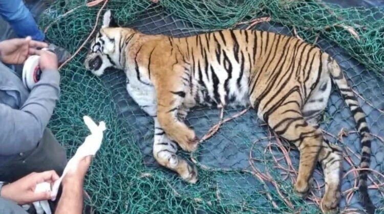 Tiger found dead