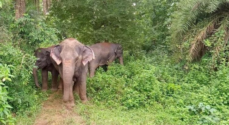 elephant attack at Noolpuzha in Kerala’s Wayanad