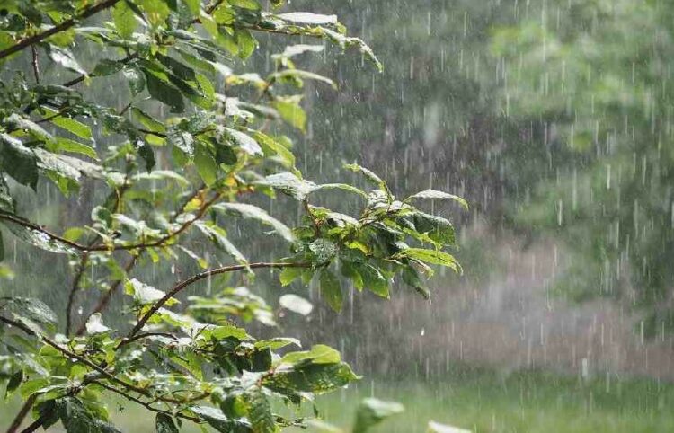 yellow alert kerala rain